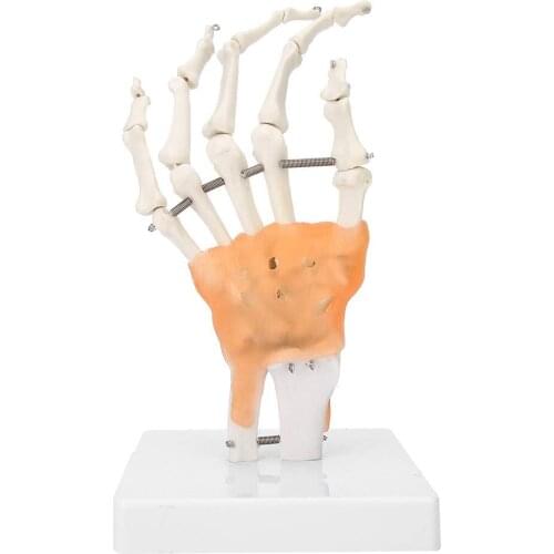 1:1 Life Size Human Hand Joint Model Flexible Human Hand Skeleton Model for Patient Education and Medical Anatomy Research Tools