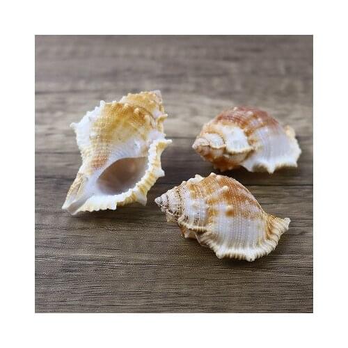 4-7cm Natural conch shell thorn snail red frog snail shell diy platform fish tank bay window decoration thorn snail