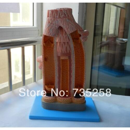 Magnified Artery and Vein Model,Arterial anatomy model ,Vein anatomy model