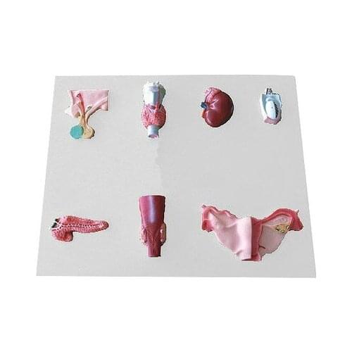 Human endocrine organ model Genital secretion organ Anatomical model 45*55*1.2cm free shipping