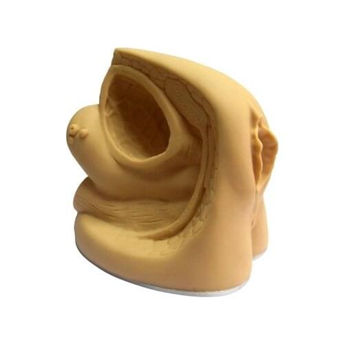 Female internal and external genitalia and Catheterization model Catheterization practice 15*12*14cm free shipping