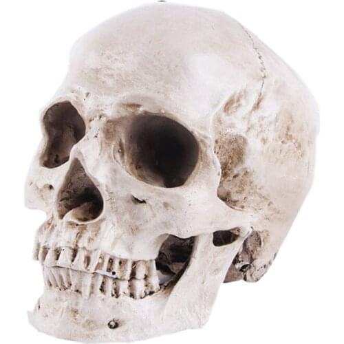 Resin Craft Statues Ornament Animal Skull Sculptures Garden Figurines Art Carving Medical Model Halloween Gift Teaching Supplies