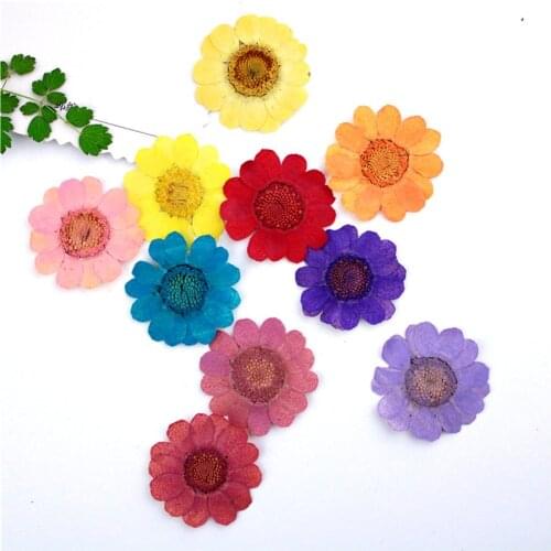 60pcs 2-3cm Pressed Dried Chrysanthemum Multicaule Flower For Jewelry Phone Case Lampshade Candle Bookmark Postcard Craft DIY