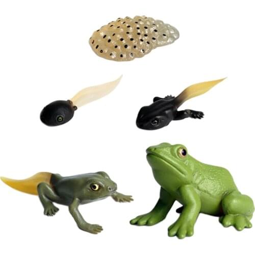 Learning Realistic Frog Growth Process Figures Toy Set Models Play Set
