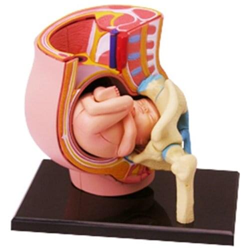 4D Gestation Intelligence Assembling Toy HumanOrgan Anatomy Model Medical Teaching DIY Popular Science Appliances