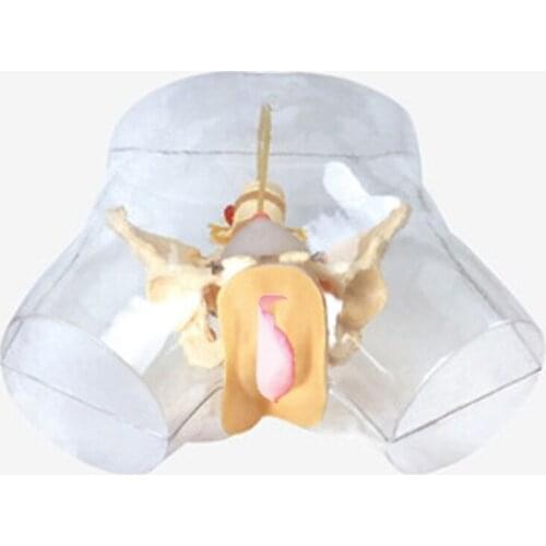 Chinon Advanced Medical Training Transparent Female Urethral Catheterization Model Medical Science Student Teaching Tool