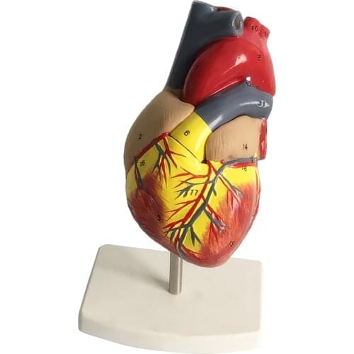 New Human Heart Model, Life Size, 2 Parts 4.72x 4.72x 9.84inch