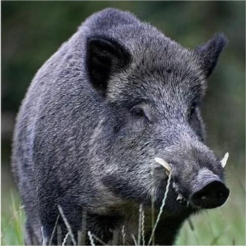 LZAIQIZG 5D Diamond Painting Wold Boar Pig Full Square/Round Diamond Embroidery Animal Pattern Cross Stitch Mosaic Home Decor