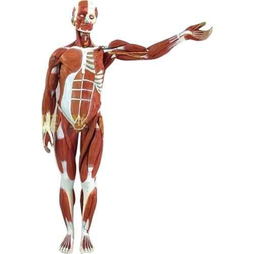 Anatomical Human Muscular Figure Model With Internal Organs for Science Experiment Class 27pcs DU55