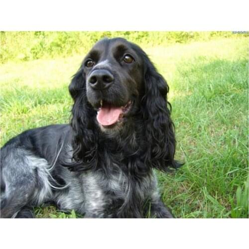 Cocker Spaniel Diamond Mosaic Animal Dog Pet 5D Diy Diamond Painting Puppy Picture of Rhinestones Cross-stitch Room Decor Crafts