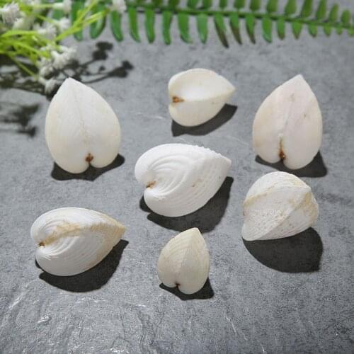 1pcs Natural Shell Flat Heart-Shaped Conch Beige Chicken Hearts Clam Love Shellfish Tank Wedding Landscaping Home Decoration
