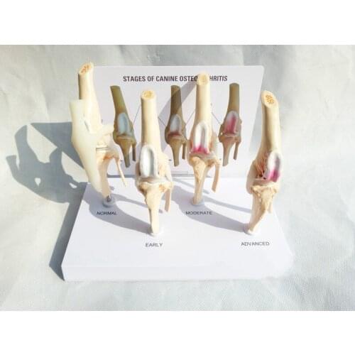Canine Osteoarthritis 4-stage Dog Knee Canine/Dog 4 Stage Knee Arthritis Anatomy Anatomical Model Skeleton esqueleto anatomia