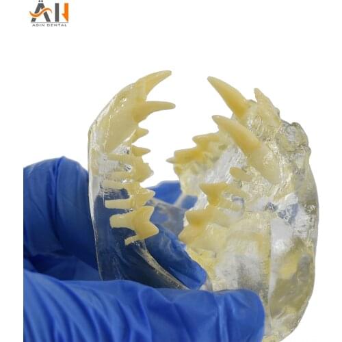 Teaching Dental Teeth Model Cat Tooth Model Catamount cats teeth Cat Dentition Model