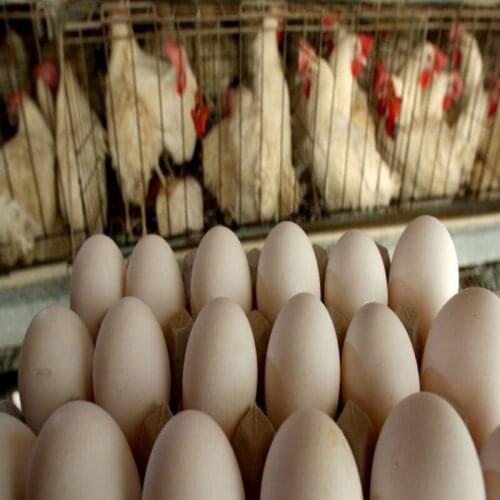 Buy Farm Fresh Chicken Eggs from us