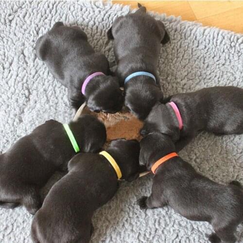 Puppy Kitten Identification Collar Whelping ID Collar Bands Multicolor Velcro Adjustable Neck Ring Comfortable Nylon Material