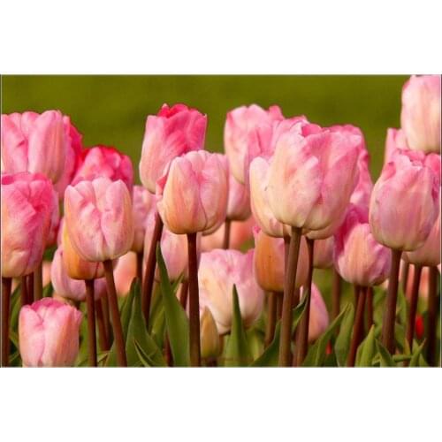 Counted Cross Stitch Kits Needlework Embroidery - Crafts 14 ct Aida DMC Color DIY Arts Homemade Home Decor - Pink Tulips