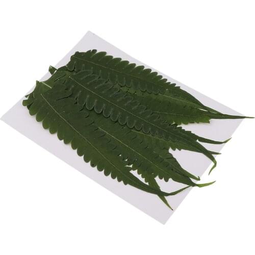 12Pcs Pressed Dried Fern Leaves Flower Scrapbooking Phone Case Art Craft DIY