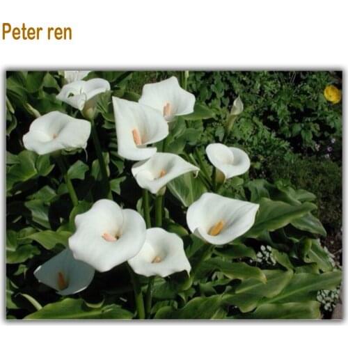 Diy Diamond painting Cross stitch white morning glory Diamond Mosaic Paste the full Embroidery Home Decoration Arts and crafts