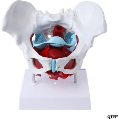 Drop Ship&Wholesale Female Pelvis Pelvic Floor Muscle Model Uterus Ovary Muscle Teaching Resources Educational Supplies June 4