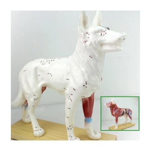 Dog acupuncture model animal anatomy model pet model canine acupuncture point model