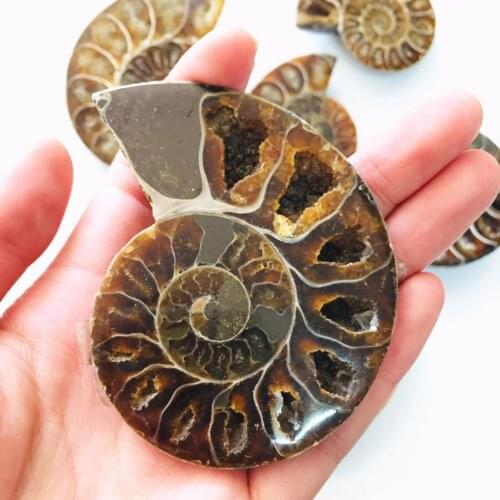 MOKAGY 50mm-60mm Natural Crystal Rough Stone Slab Druzy Geode Small Ammonite Fossil for Decoration 1pc