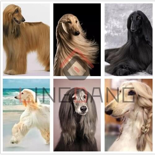 5D DIY Full Square Round Drill Diamond Embroidery Animal Dog Afghan Hound Diamond Painting Cross Stitch Mosaic Home Decor Gift