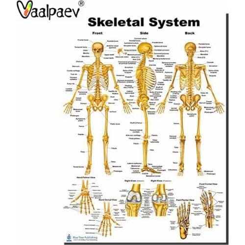 Human Skeleton Bone Spine Anatomy Medical Model Poster Technology Learning Aids Homeschool Supply Educational Toy Science Decor