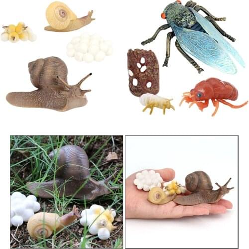 2 Set Cicada + Snail Insect Life Cycle Figures Realistic Model Teaching Aids