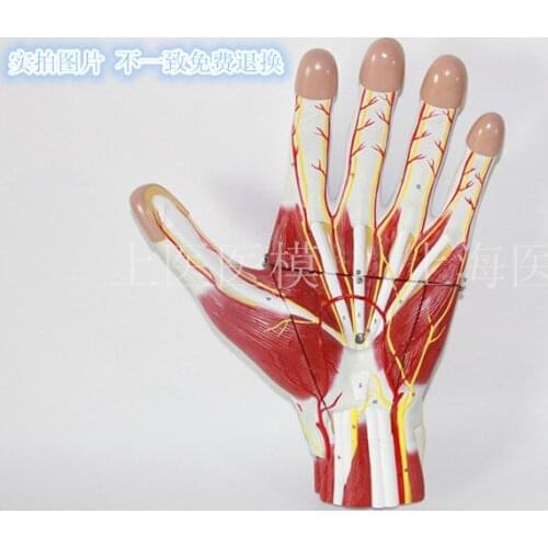 60 marks number Hand Muscles with Vascular Nerve anotomy Model Palm Hand Knuckles with muscles and vein