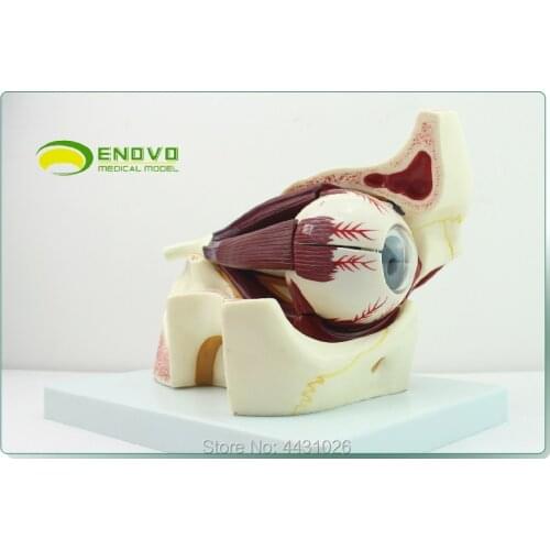 ENOVO The anatomical structure of eyeball orbital anatomical structure enlarges the model of human sensory apparatus