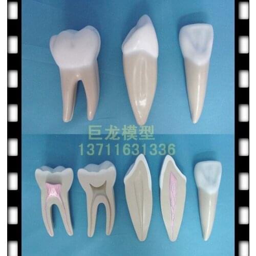 Human body model teeth model full set mould