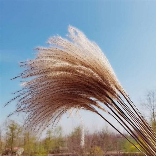 Natural Dried Small Pampas Grass Decor Real Wedding Flower Home Ornament Reed Dried Flowers Natural Plant Pampas Bouquet Decor