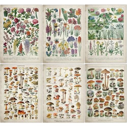 Botanical Educational Poster Mushrooms Champignons Identification Reference Chart Diagram Illustration Wall Art Vintage Poster