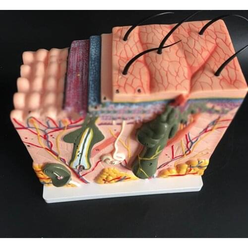 Enlargement 85 times 3D skin model, skin section, human skin anatomical model