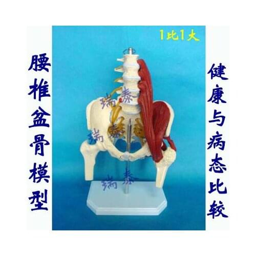 1:1 natural size human skeleton model Lumbar pelvic model A type