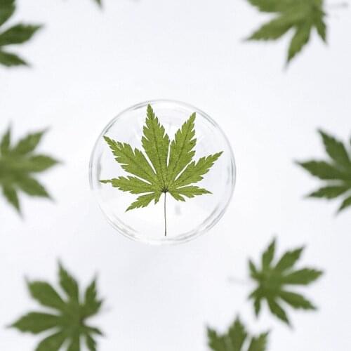 60pcs Dried Pressed 3-6cm Natural Green Maple Leaf Plant Herbarium For Jewelry Bookmark Postcard Phone Case Invitation Card DIY