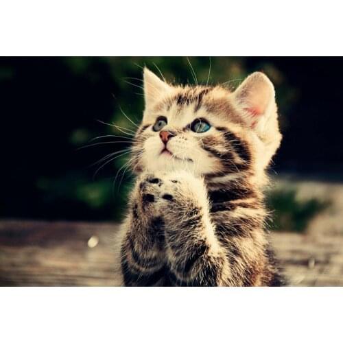 CUTE CAT Art print Silk poster Home Wall Decor