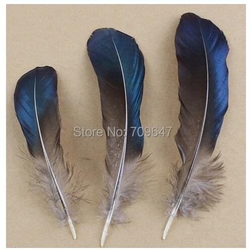 200Pcs/Lot! 8-15cm Long Natural Lady Amherst Blue Feathers,Iridescent Blue Lady Amherst Pheasant Wing Feathers,craft feathers