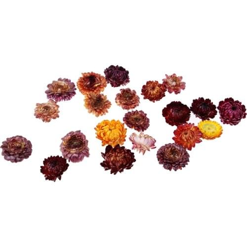 20g Dried Pressed Daisy Flower DIY Photo Frame Bookmark Specimen Home Decor