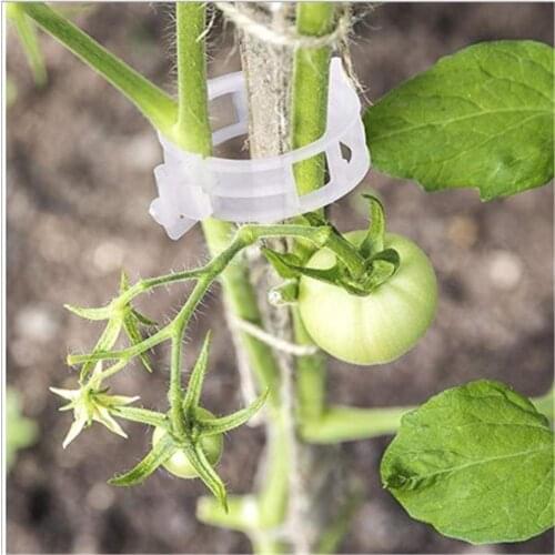 50PCS Vines Fastener Tied Buckle Hook Plant Vegetable Grafting Clips Agricultural Greenhouse Supplies Vegetable Tomatoes Clips