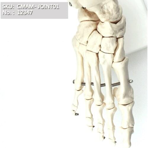 CMAM/ Life Size Human Hand Bone, Foot Skeleton, Elbow Joint, Shoulder Joint, Knee Bone, Hip Joint, Articulated Skeleton Models