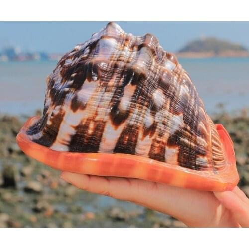 12-16CM Natural Big Sea Shells Snail Wanbao Conch Nautical Home Decor Beach Wedding Decorations Collectibles Aquarium Landscape
