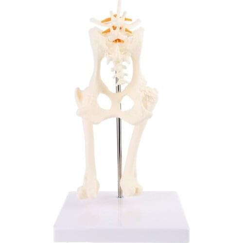Dog Canine Lumbar Hip Joint with Femur Model Teaching Anatomy Skeleton Display 77HA