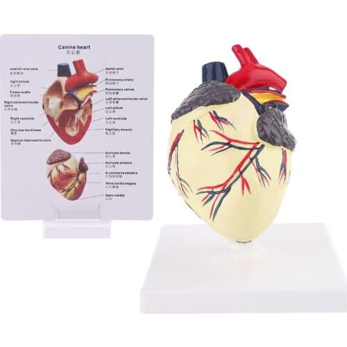 Dog Heart Anatomy Model Canine Pet Animal Organ Study Teaching Science Aid Education Research Halloween Hot List
