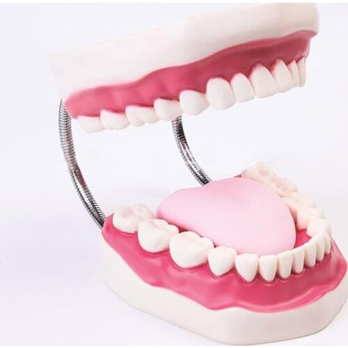 1pcs Five Times Magnification Full Mouth Teeth Model Tooth Teaching Model Health Teeth Model for Teaching Study Display Supplies