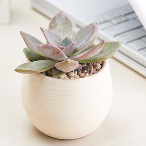 New Colorful Mini Succulent Cactus Plastic Flower Pot Round Garden Flowerpot Best Price