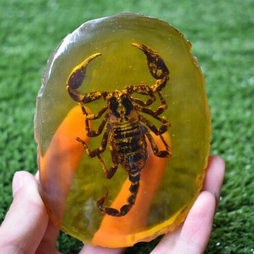 Chinese Collectible Rare Amber Inner Inlay Animal Scorpion True Insect Specimens 150G