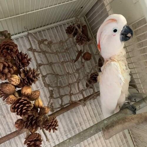 Pet Bird Parrot Gray Nut Pine Cone Mesh Hanging Cage Swing Play Chew Square Mesh Interactive Toy Woven Bird Cage Accessories