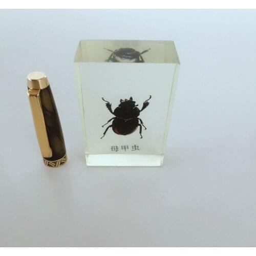 Real Insect Embedding Specimens Real Beetle Embedded Specimen Model Biological Entomology Teaching Aids Resin Craftwork
