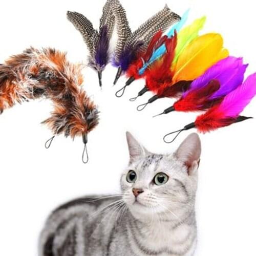 Fun pet toys pet cat feathers colorful feathers tease the cat